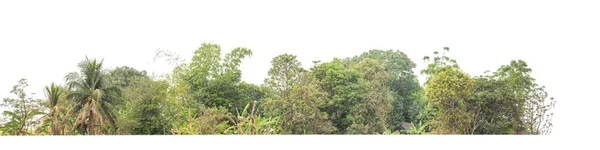 白い背景に孤立した緑の木 カットパスとアルファチャンネルと印刷とWebページの両方のための夏の森と葉です — ストック写真