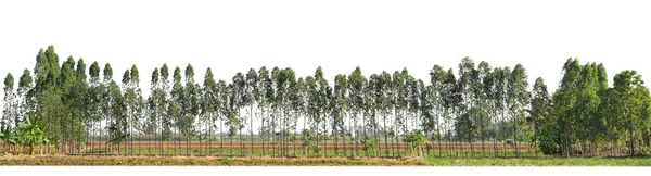 Arbres Verts Isolés Sur Fond Blanc Forêt Feuillage Été Pour — Photo