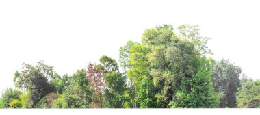 Yeşil ağaçlar beyaz arka planda izole edilmiştir. Yazın hem yazdırma hem de kesim yolu ve alfa kanalı ile web pagesleri için orman ve yeşilliktir.
