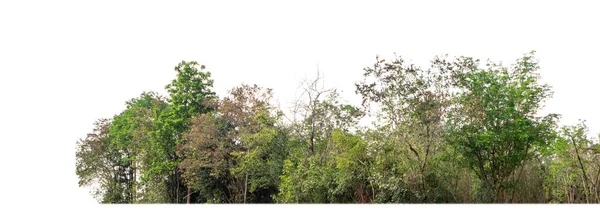 Árvores Verdes Isoladas Fundo Branco Floresta Folhagem Verão Para Impressão — Fotografia de Stock