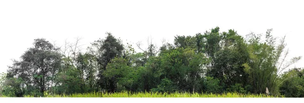 在白色背景上隔离的绿树 是夏天的森林和树叶 用于印刷和网页 有切割路径和Alpha通道 — 图库照片