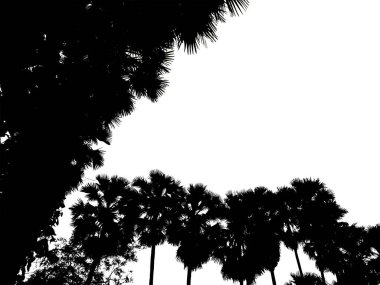 Palmiye ağaçlarının silueti Yüksek çözünürlüklü ağaç manzarası yazdırma ve kesme yolları ve alfa kanalları olan web sayfası için beyaz arkaplanda izole edilmiş.