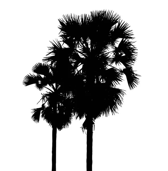 Foresta Palme Silhouette Pennello Sfondo Bianco — Foto Stock