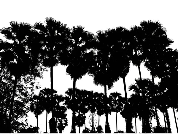 Silhouette Palmiers Paysage Arbres Haute Résolution Isolé Sur Fond Blanc — Photo