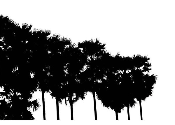 silhouette of palm trees High resolution tree landscape isolated on white background for print and web page with cut paths and alpha channels.