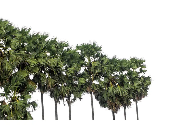 Palmträdgrupp Högupplöst Träd Landskap Isolerad Vit Bakgrund För Tryck Och — Stockfoto