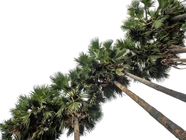 Groupe Palmiers Paysage Arborescent Haute Résolution Isolé Sur Fond Blanc — Photo