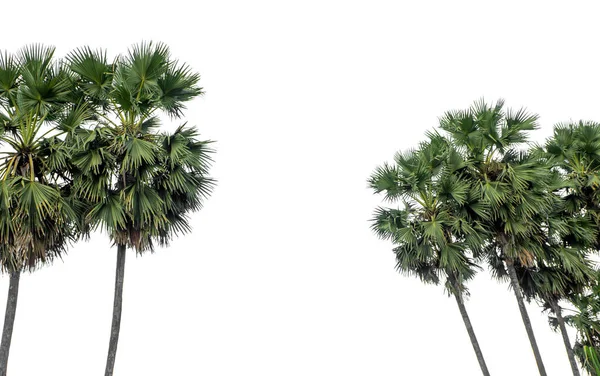 Palm Tree Group High Resolution Tree Landscape Isolated White Background — Stock Photo, Image