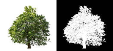 Kesme yolu ile şeffaf resim arkaplan, kırpma yolu ile tek ağaç ve siyah arka grup üzerinde alfa kanal