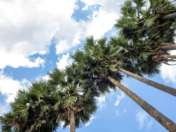 각도에서 야자나무들 줄기와 과푸른 하늘을 — 스톡 사진