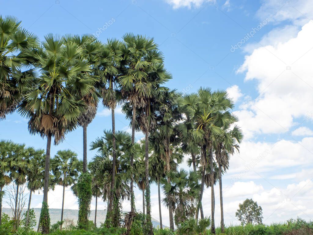 A group of beautiful sugar palm trees and the blue sky of Thailand.