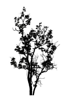 Beyaz arkaplanda fırça için ağaç silueti.