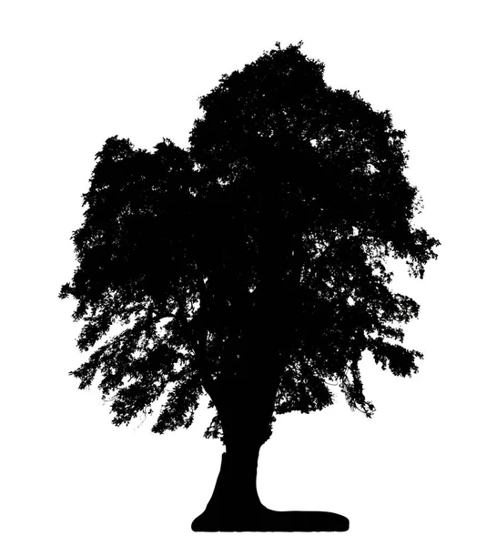 Tree Silhouette Brush White Background — Stock Photo, Image