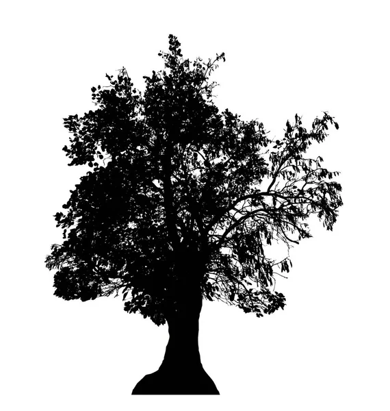 Tree Silhouette Brush White Background — Stock Photo, Image