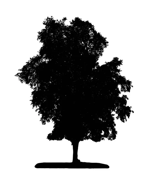 Tree Silhouette Brush White Background — Stock Photo, Image