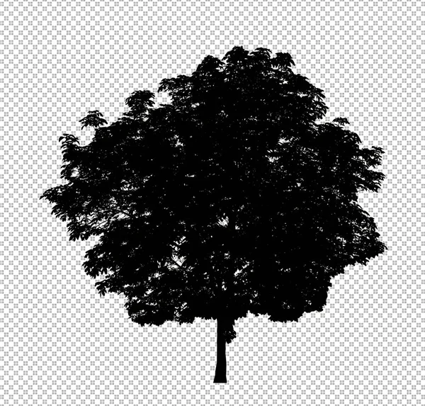 Silhouette Arbre Sur Fond Transparent Avec Chemin Coupe Alpha — Photo