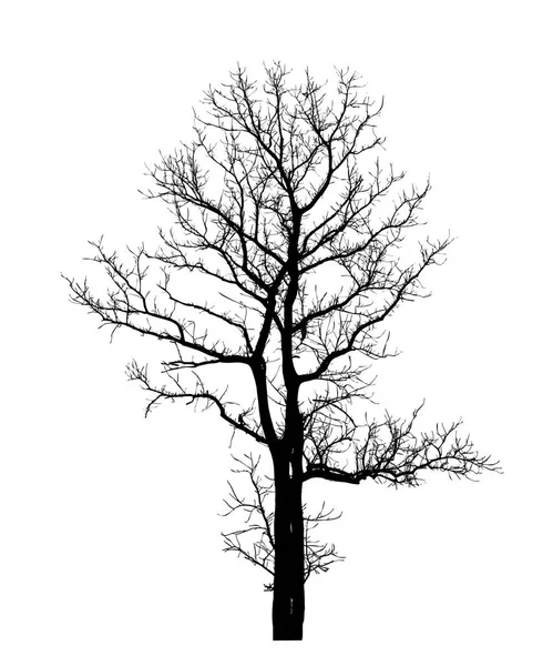 Beyaz arkaplanda fırça için ağaç silueti.