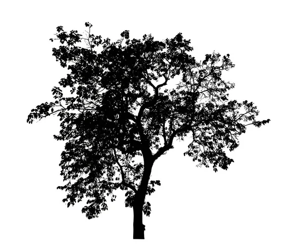 Tree Silhouette Brush White Background — Stock Photo, Image