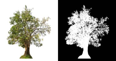 Kesme yolu ile şeffaf resim arkaplan üzerinde ağaç, kırpma yolu olan tek ağaç ve siyah arkaplanda alfa kanalı
