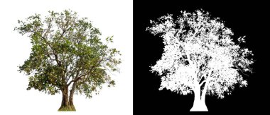 Kesme yolu ile şeffaf resim arkaplan üzerinde ağaç, kırpma yolu olan tek ağaç ve siyah arkaplanda alfa kanalı