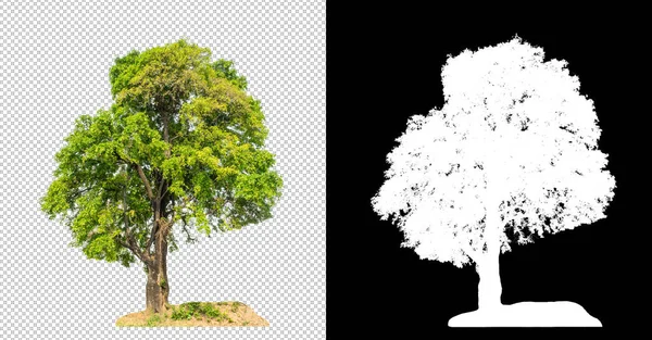 Baum Auf Transparentem Bildhintergrund Mit Clipping Pfad Einzelbaum Mit Clipping — Stockfoto