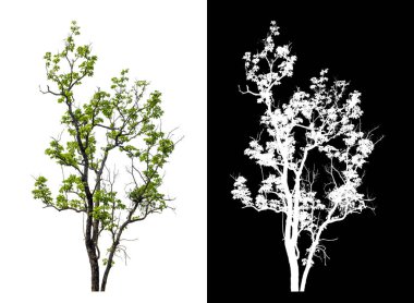 Kesme yolu ile şeffaf resim arkaplan üzerinde ağaç, kırpma yolu olan tek ağaç ve siyah arkaplanda alfa kanalı