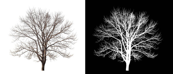 Dead Tree on transparent picture background with clipping path, single tree with clipping path and alpha channel on black background