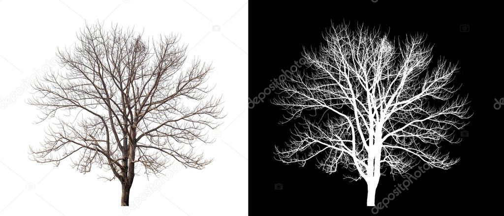 Dead Tree on transparent picture background with clipping path, single tree with clipping path and alpha channel on black background