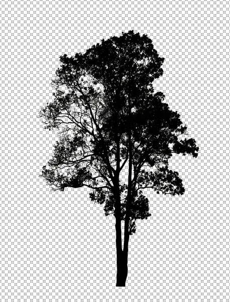 Kesme Yolu Alfa Ile Şeffaf Arkaplanda Ağaç Silueti — Stok fotoğraf
