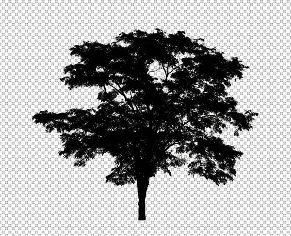 Силуэт Дерева Прозрачном Фоне Траекторией Отсечения Альфой — стоковое фото