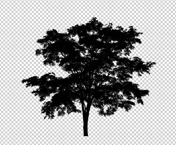 Silueta Árbol Sobre Fondo Transparente Con Ruta Recorte Alfa — Foto de Stock