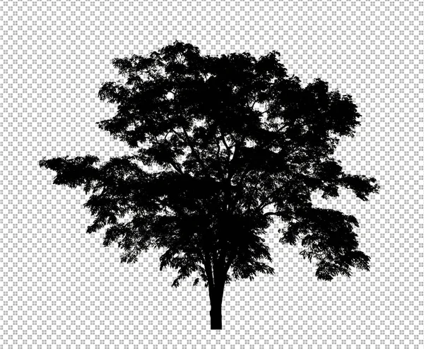具有裁剪路径和Alpha的透明背景上的树轮廓 — 图库照片