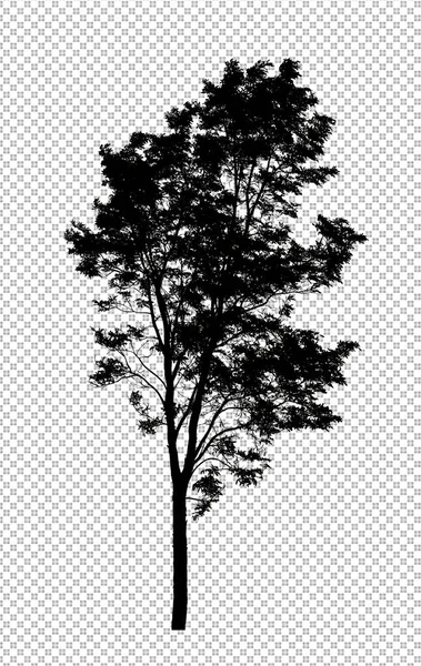 Sylwetka Drzewa Przezroczystym Tle Ścieżką Wycinania Alfa — Zdjęcie stockowe