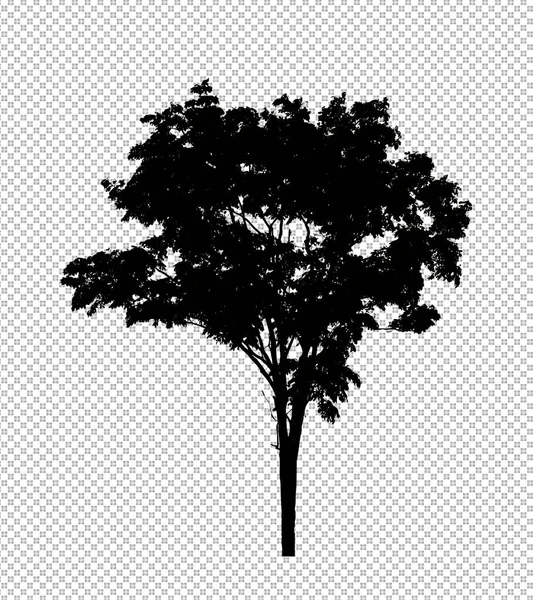 Σκιαγραφία Δέντρου Διαφανές Φόντο Μονοπάτι Απόληξης Και Άλφα — Φωτογραφία Αρχείου