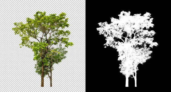 Árbol Sobre Fondo Transparente Con Ruta Recorte Árbol Único Con —  Fotos de Stock