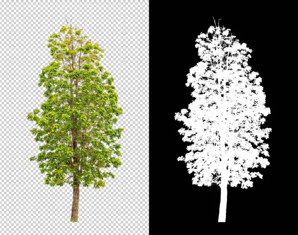 Árbol Sobre Fondo Transparente Con Ruta Recorte Árbol Único Con — Foto de Stock