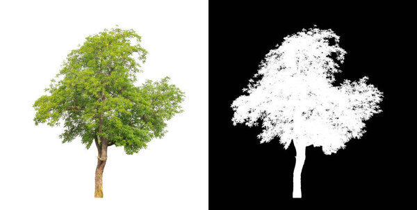 Tree on transparent picture background with clipping path, single tree with clipping path and alpha channel