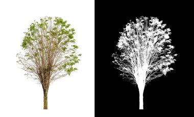 Kesme yolu olan şeffaf resim arkaplanı, kırpma yolu ve alfa kanalı olan tek ağaç