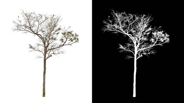 Tree Transparent Picture Background Clipping Path Single Tree Clipping Path — Stock Photo, Image