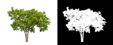 Kesme yolu olan şeffaf resim arkaplanı, kırpma yolu ve alfa kanalı olan tek ağaç