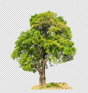 Kesme yolu olan şeffaf resim arkaplanı, kırpma yolu ve alfa kanalı olan tek ağaç 