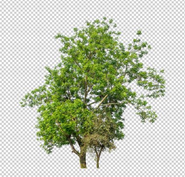 Kesme yolu olan şeffaf resim arkaplanı, kırpma yolu ve alfa kanalı olan tek ağaç