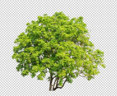Kesme yolu olan şeffaf resim arkaplanı, kırpma yolu ve alfa kanalı olan tek ağaç 
