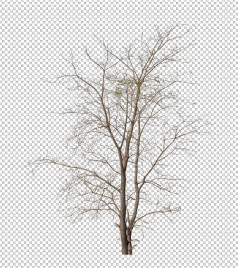 Kesme yolu ile şeffaf resim arkaplan üzerinde Ölü Ağaç, kırpma yolu ve alfa kanalı ile tek ağaç 