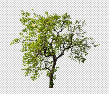 Kesme yolu olan şeffaf resim arkaplanı, kırpma yolu ve alfa kanalı olan tek ağaç