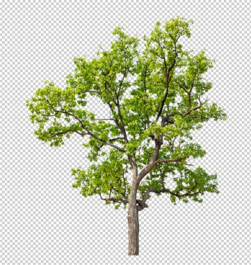 Kesme yolu olan şeffaf resim arkaplanı, kırpma yolu ve alfa kanalı olan tek ağaç
