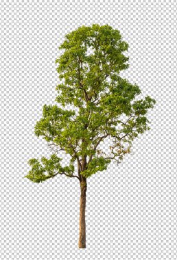 Kesme yolu olan şeffaf resim arkaplanı, kırpma yolu ve alfa kanalı olan tek ağaç 