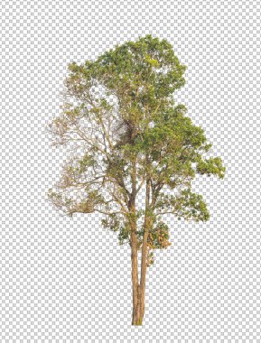 Kesme yolu olan şeffaf resim arkaplanı, kırpma yolu ve alfa kanalı olan tek ağaç