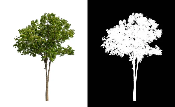 Puu Läpinäkyvä Kuva Tausta Leikkaamalla Polku Yksi Puu Leikkauspolku Alfa — kuvapankkivalokuva