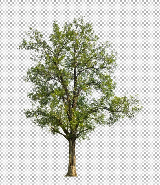 Arbre Sur Fond Transparent Avec Chemin Coupe Arbre Unique Avec — Photo